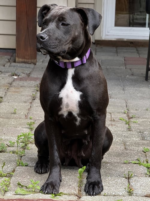 WINONA - Labrador Retriever / Terrier available for adoption