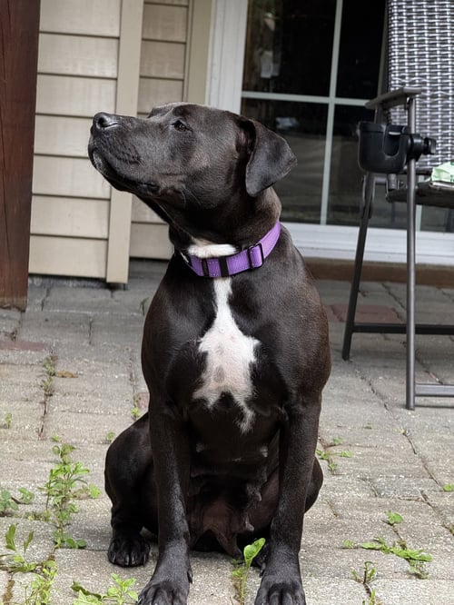 WINONA - Labrador Retriever / Terrier available for adoption