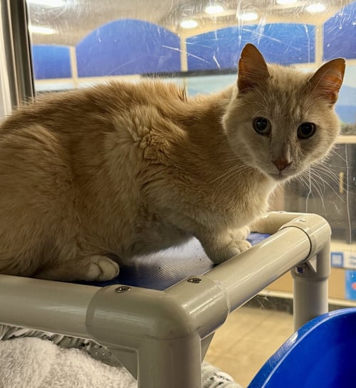MOSS - Domestic Short Hair available for adoption