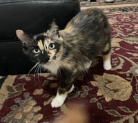 Sasha-manx cat - Photo 1