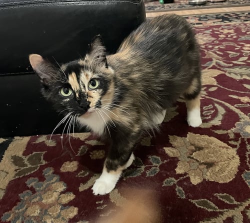 SASHA-MANX CAT - Manx available for adoption