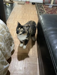 Sasha-manx cat - Photo 3