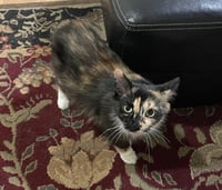 Sasha-manx cat - Photo 4