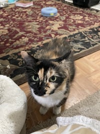 Sasha-manx cat - Photo 2