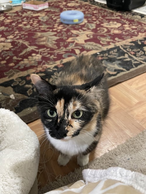 SASHA-MANX CAT - Manx available for adoption