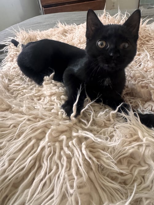 ACER - Domestic Short Hair available for adoption