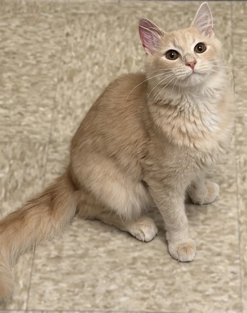 MILLER - Domestic Medium Hair available for adoption