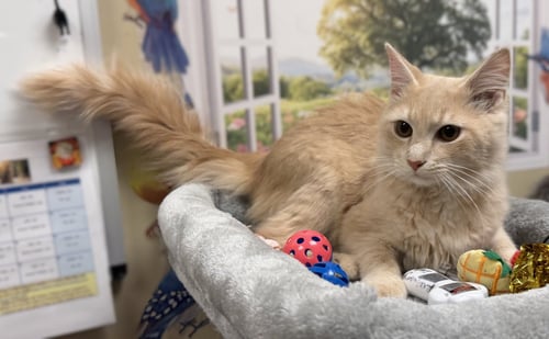 MILLER - Domestic Medium Hair available for adoption
