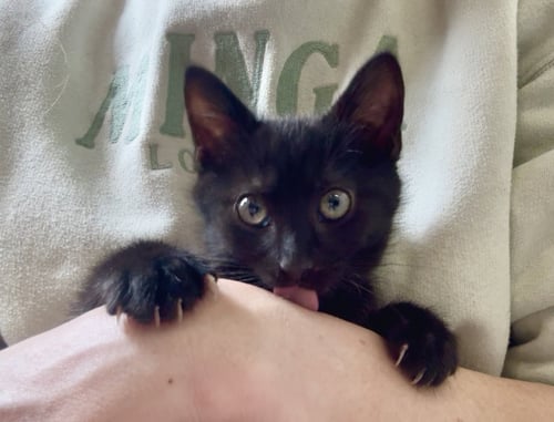SAPPHIRE - Domestic Short Hair available for adoption