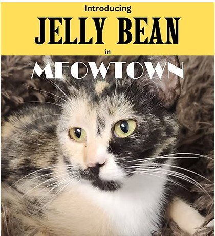 JELLY BEAN - Domestic Short Hair available for adoption