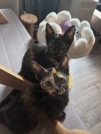 Nori & Haru *BONDED* - Photo 1