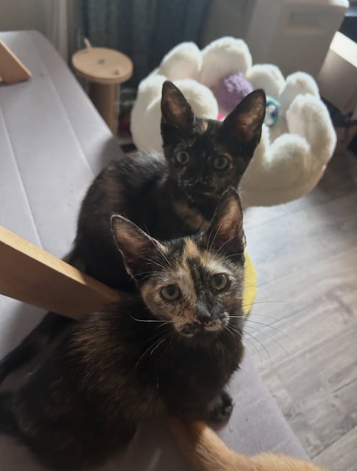 NORI & HARU *BONDED* - Domestic Short Hair available for adoption