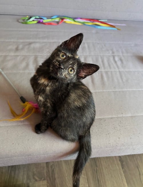 NORI & HARU *BONDED* - Domestic Short Hair available for adoption