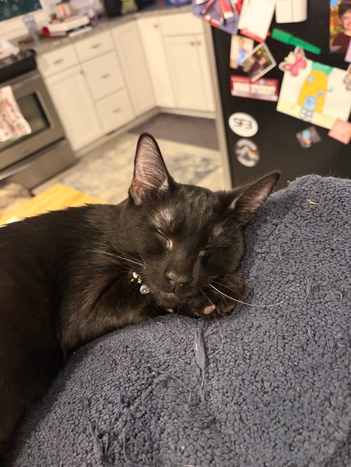JERRY - Domestic Short Hair available for adoption