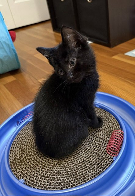JERRY - Domestic Short Hair available for adoption