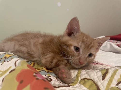 HASH BEE - Domestic Short Hair available for adoption