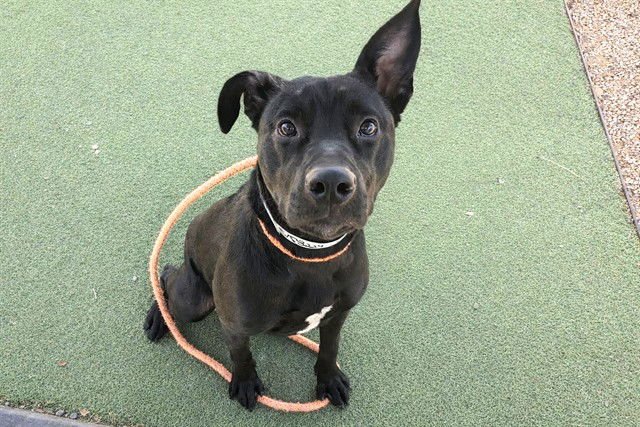 BAILEY - American Pit Bull Terrier available for adoption