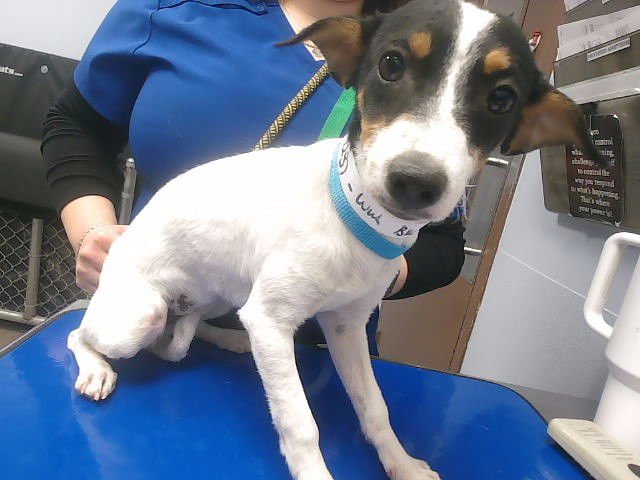 CHANEL - Chihuahua available for adoption