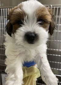 WOODY - Photo 1