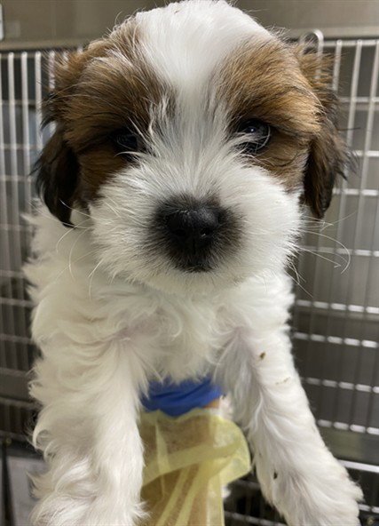 WOODY - Shih Tzu available for adoption