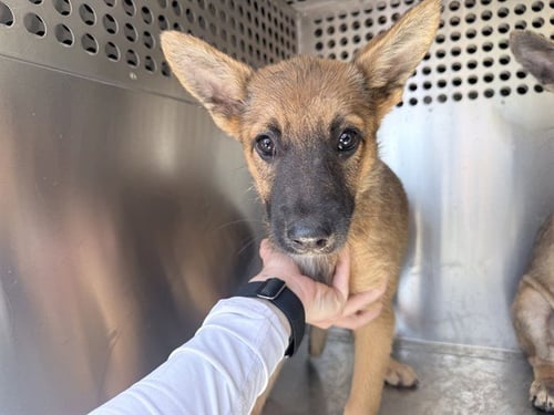 DARLA - German Shepherd Dog / Australian Cattle Dog/Blue Heeler available for adoption