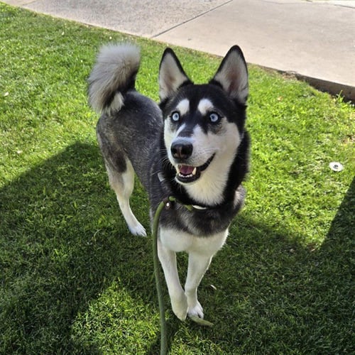 CUTIE - Alaskan Klee Kai available for adoption
