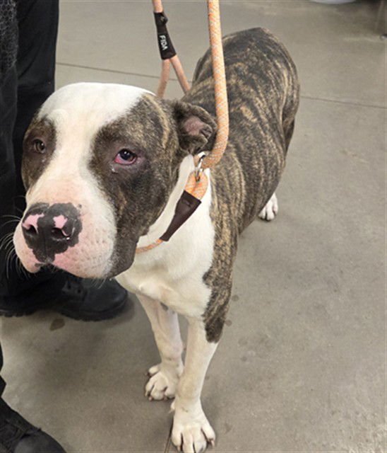 TEGAN - American Bulldog available for adoption