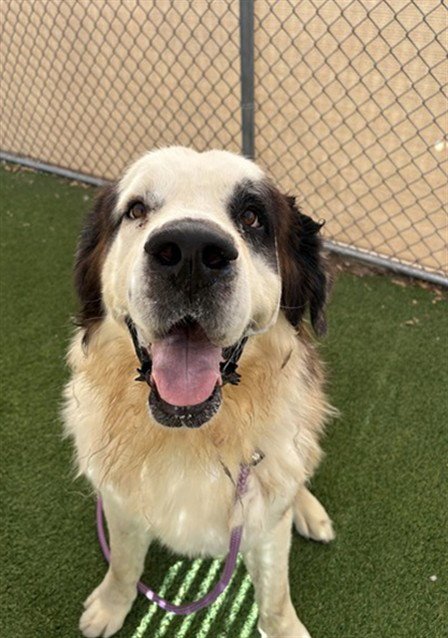 MAMMOTH - Saint Bernard available for adoption
