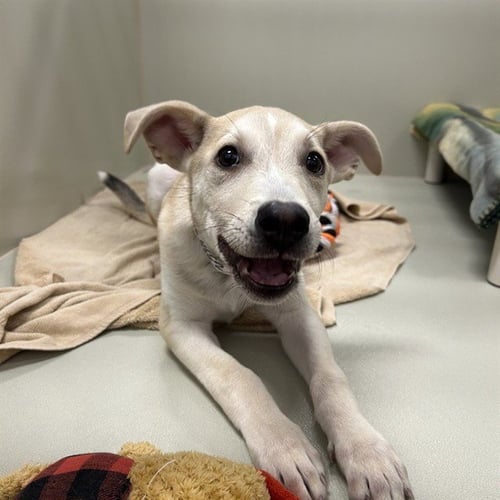 HOONAH - Husky / Australian Cattle Dog/Blue Heeler available for adoption
