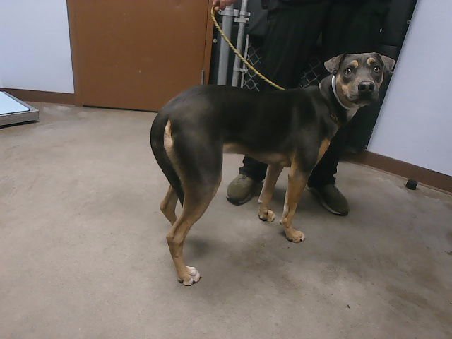 PIPPIN - Doberman Pinscher available for adoption