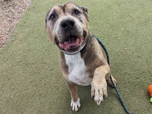 SAMSON - American Pit Bull Terrier available for adoption