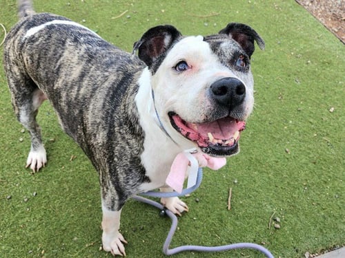 PEPPER - American Pit Bull Terrier available for adoption