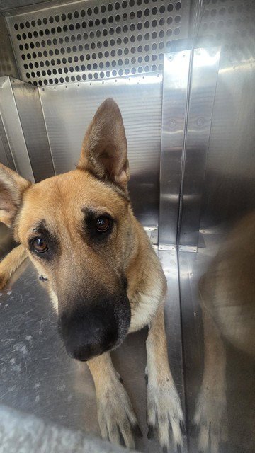 TRINITY - German Shepherd Dog available for adoption
