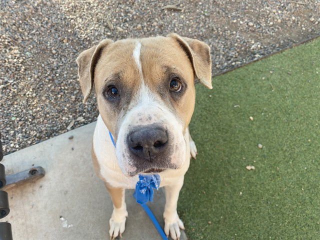 SHAKIRA - American Pit Bull Terrier available for adoption