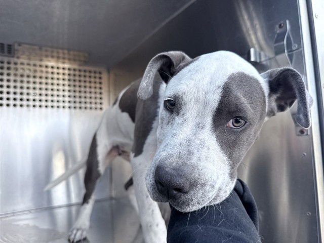 PERIWINKLE - American Pit Bull Terrier available for adoption