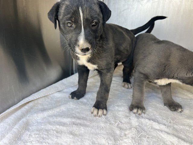 RIKKI - American Pit Bull Terrier available for adoption