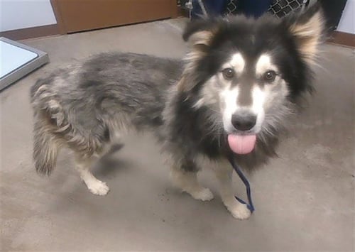 POLAR - Husky available for adoption