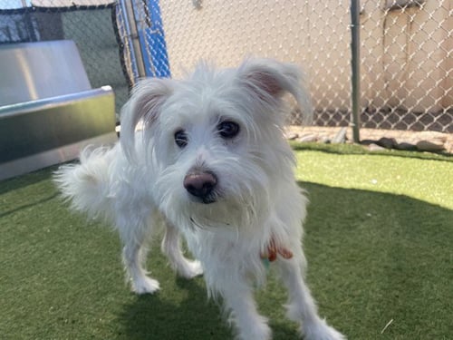 FLOUNDER - Maltese available for adoption