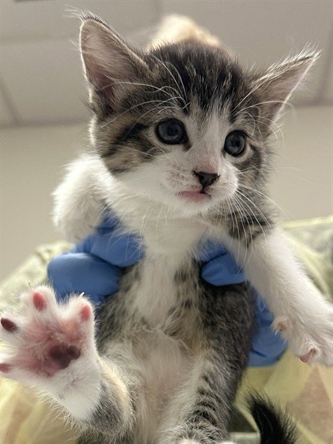 SAMMY - Domestic Short Hair available for adoption