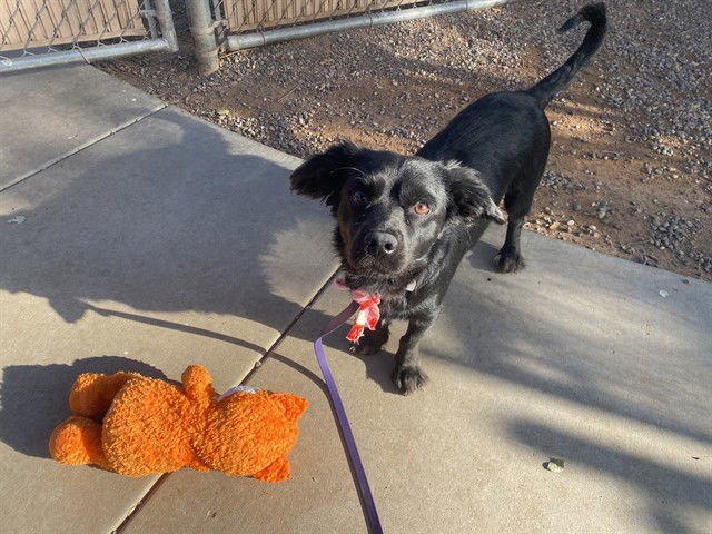 BO - Dachshund / Cocker Spaniel available for adoption