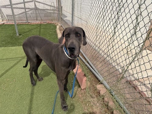 DONATELLO - Great Dane available for adoption