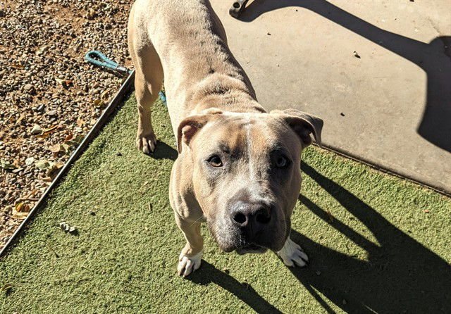 THEO - American Pit Bull Terrier available for adoption