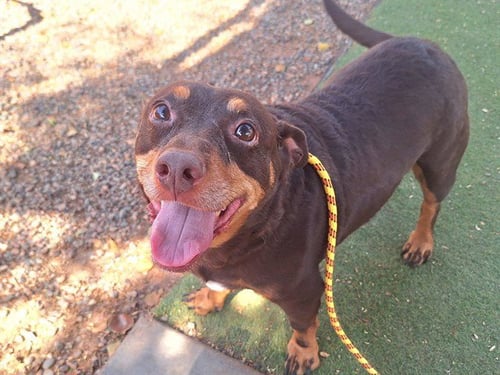 AXEL - Dachshund / Beagle available for adoption