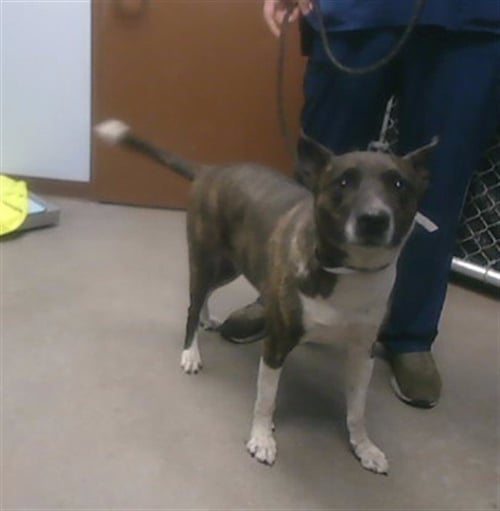 CHICO - American Pit Bull Terrier available for adoption