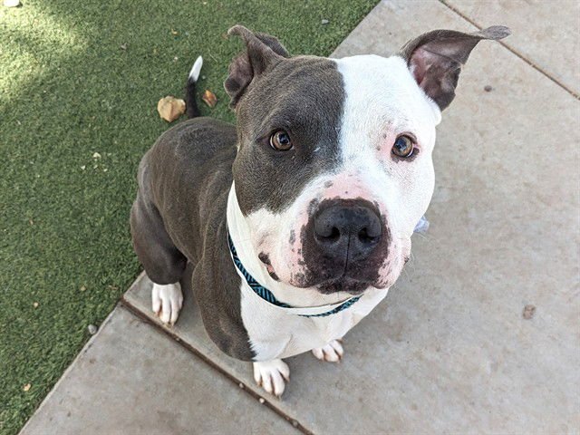 HEDWIG - American Pit Bull Terrier available for adoption