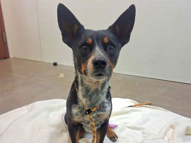KIRA - Australian Cattle Dog/Blue Heeler available for adoption