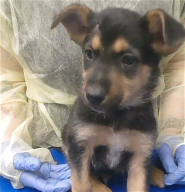 YAVIN - German Shepherd Dog available for adoption