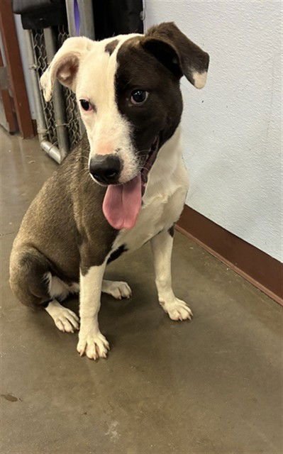 TINKERBELL - American Pit Bull Terrier available for adoption