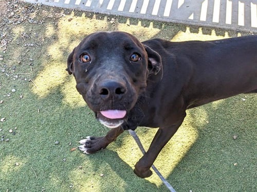 OPHELIA - Labrador Retriever available for adoption