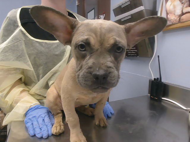 CAMMY - American Pit Bull Terrier / French Bulldog available for adoption